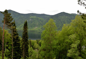 A look through tall pines at a fragment of a beautiful alpine lake on a warm summer day.