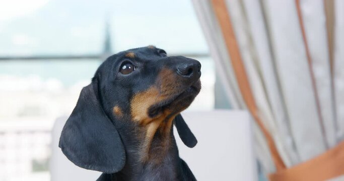 Portrait of adorable dachshund puppy that barks while learning a new command, front view. Playful pet attracts attention of owner or executes the speak command