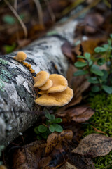 Yellow Fungi On a Birch Tree
