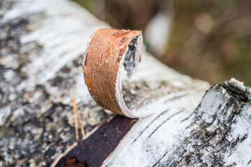 Peeling Tree Bark