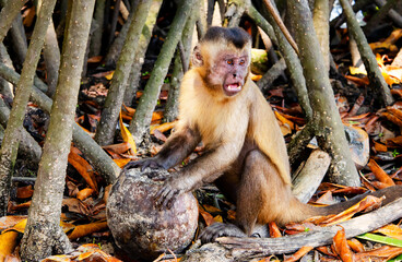 Capuchin monkey