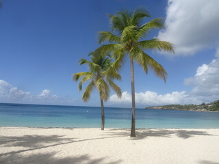 Fototapeta na wymiar Des palmiers sur la plage de sable blanc, devant la mer turquoise