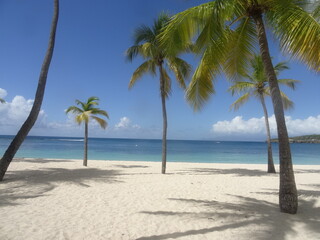Fototapeta na wymiar Des palmiers sur la plage de sable blanc, devant la mer turquoise