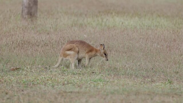 a side on shot of an agile wallaby grazing in a field at mareeba in qld, australia