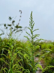 close up of plant