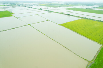 aerial view from flying drone of Field rice with landscape green pattern nature background, top view field rice