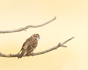 A Lark Sparrow perches in the morning light.