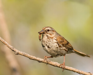 A Song Sparrow gets the worm
