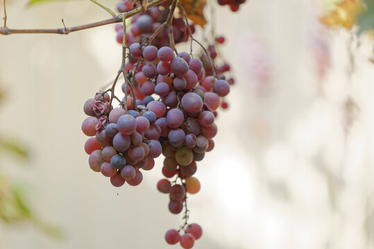 A single bunch of juicy grapes hanging from a vine in a vineyard