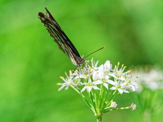 韮の花蜜を吸うコミスジ