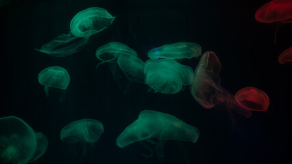 jellyfish at aquarium, dangerous animals