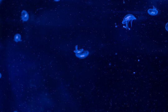 jellyfish at aquarium, dangerous animals
