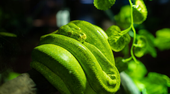 Python snake, Dangerous animal, wildlife