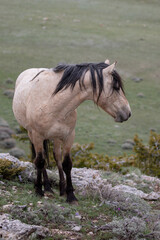 Tan buckskin wild horse stallion standing on ridge in the Pryor mountains in Montana United States