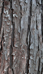 wood texture