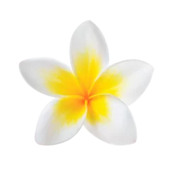 Fototapeten Frangipani flower isolated on transparent png © sommai