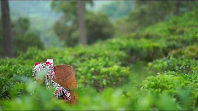 Hill tribe Asian woman in traditional clothes collecting tea leaves with basket in tea plantations terrace, Chiang mai, Thailand collect tea leaves