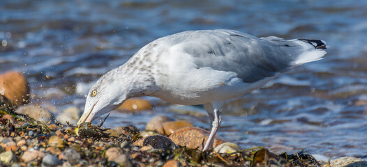 Seagull Wins