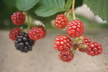 ブラックベリー