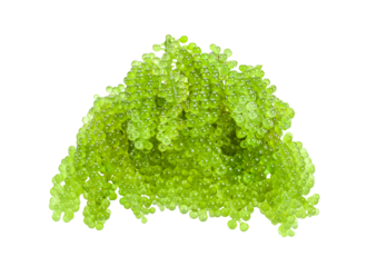 Sea grapes ( green caviar ) seaweed on transparent png