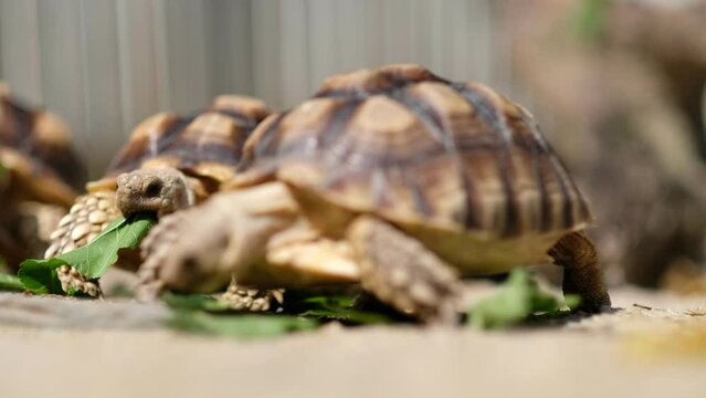 Sucata tortoise eating vegetables with nature background
