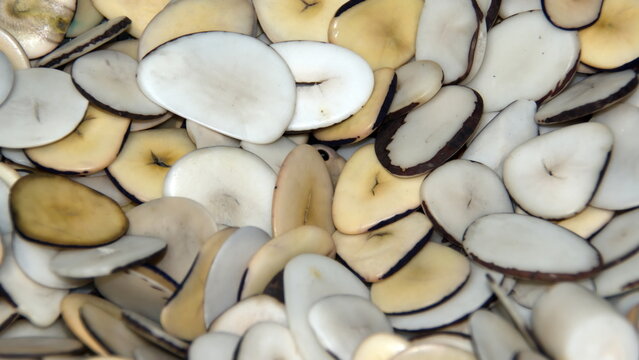 Pile of polished slices of tagua nut at a tagua nut jewelry shop in Iluman, Ecuador