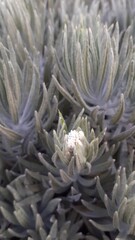 close up of edelweiss