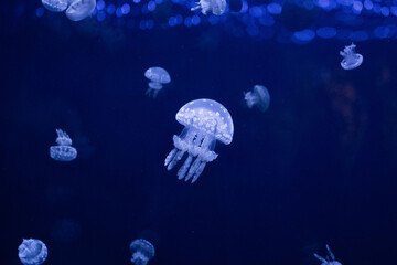 Jellyfish