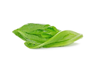 lettuce vegetable isolated on white background