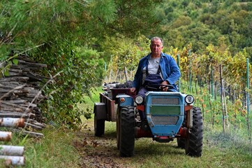 Obraz premium Man driving tractor with trailer in vineyard