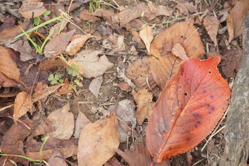 落ち葉