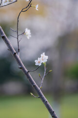 In spring, the cherry blossoms are in full bloom