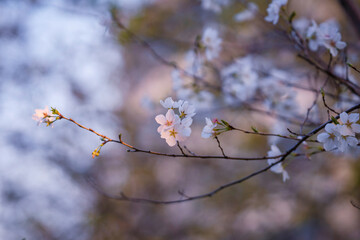 In spring, the cherry blossoms are in full bloom