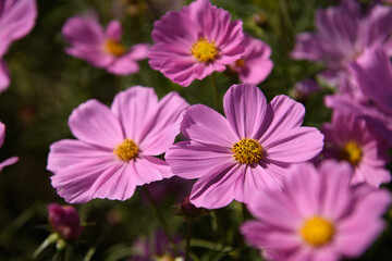 Obraz premium コスモス