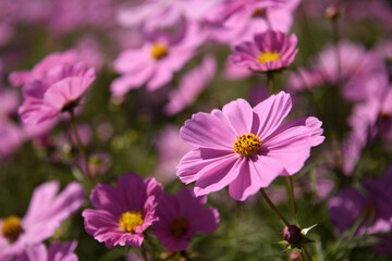 Obraz premium コスモス