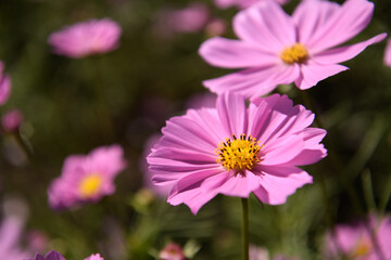 Obraz premium コスモス