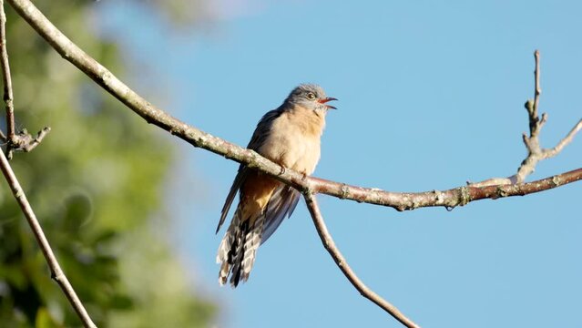 a slow motion shot of a fan-tailed cuckoo perching on a branch and calling at a rainforest in north qld, australia