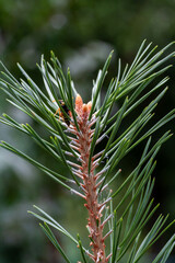 Diseases of coniferous trees - parasites of pine wood scleroderriosis, pine spinner, sclerophomosis and diplodiasis. aphids on the trunk and branches of pine, diseases and pests of trees and plants