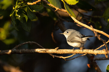 Blue-grey gnatcatcher (Polioptila caerulea), a bird, on a branch in the evening