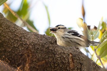 Black and white warbler (Mniotilta varia) eating an insect in a tree in Sarasota, Florida © Hayley Rutger