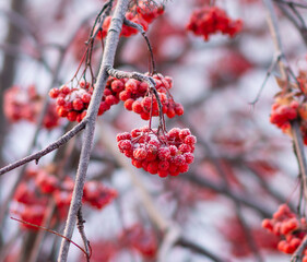 Rowan berries.
Focus in the center.