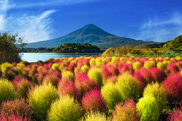 富士山とコキヤ