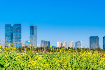 flower field in park at city center and modern city