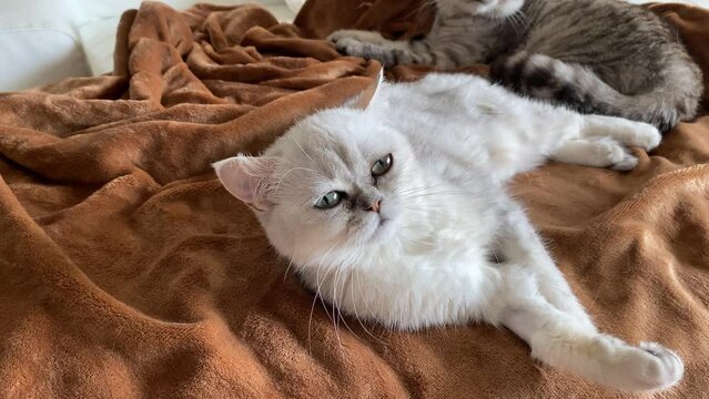 An adorable and beautiful white persian cat lies on a brown bed.