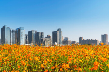 flower field in park at city center and modern city