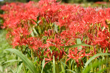 山田池公園　彼岸花