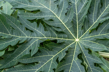 Green papaya leaf on green background. Papaya leaf for copy space background.