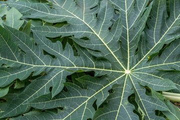 Green papaya leaf on green background. Papaya leaf for copy space background.