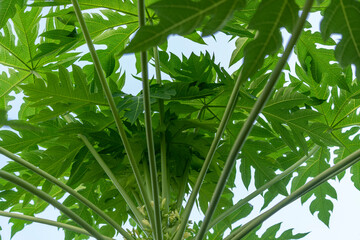 Close up,Papaya flowers with buds on Papaya tree, Papaya flowers blooming .