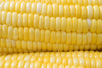 Sweet Corn on white background, Yellow Sweet corn on wood  background , Yellow Corn, sweet corn, healthy organic food, bio nutrition